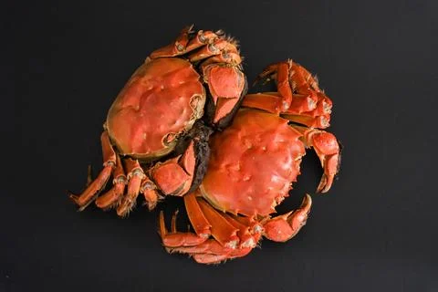 Two cooked red crabs on dark background Stock Photos