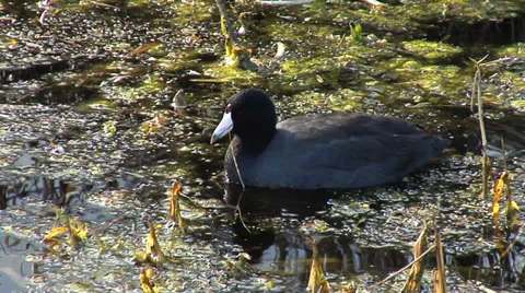 Two Coot Feeding in Marsh Stock Footage 35062273