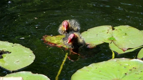 Two coot pups in the ditch. Stock Footage 131861532