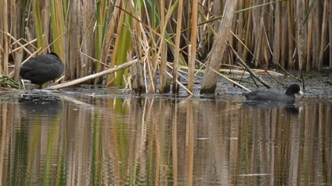 Two coots feeding and preening in pond Video stock 331686818