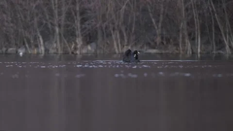 Two coots floating on a tranquil lake in Chile. One coot flapping. Vídeos de archivo 248330642