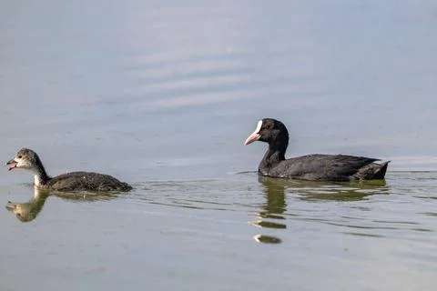 Two coots glide calmly on still water. One chick swims beside an adult coot. Stock Photos