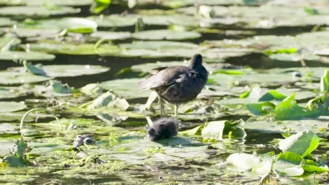 Two coots on a lily pond 스톡 동영상 163338027