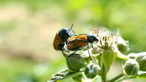 Two copulating beetles on leaf Vidéo 92195015