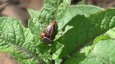 Two copulating Colorado potato beatles on potato leaf 스톡 동영상 52375314