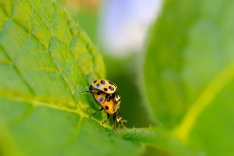 Two copulating ladybugs Stock Photos