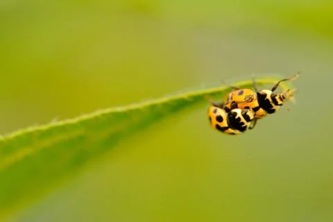 Two copulating ladybugs Stock Photos