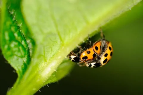 Two copulating ladybugs Stock Photos