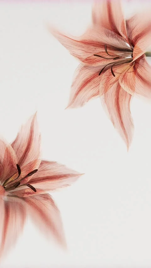 Two coral lilies blooming with translucent xray petals on neutral backgroun.. 스톡 동영상 336087471