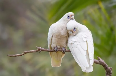 Two corellas cuddle and one preens the other's feathers. Stock Photos