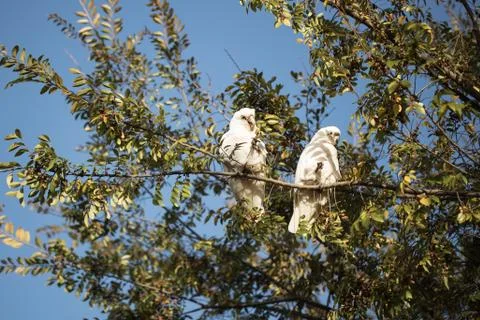 Two corellas in a tree Stock Photos