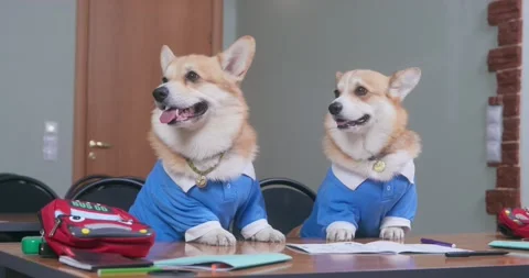Two corgi dog in school uniforms are sitting at lesson desk, hiding under table Stock Footage 247422494