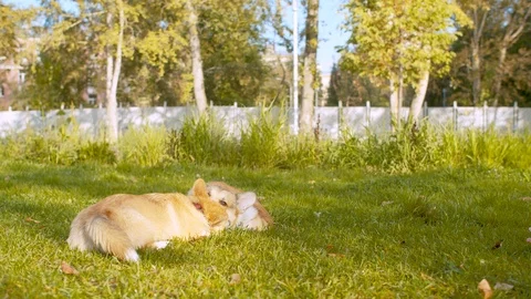 Two corgi dogs playing on a grass Video stock 116533194