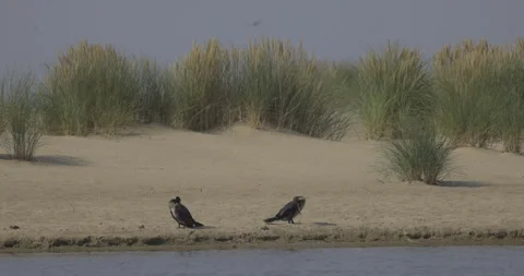 Two cormorants on the beach clean their feathers, 4K slomo Video stock 251875624