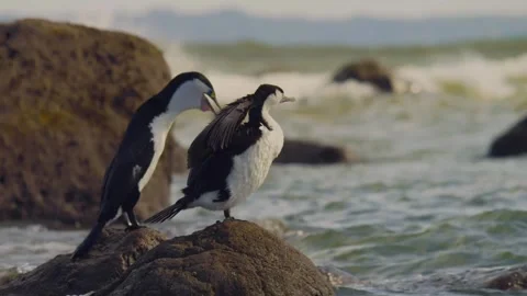 Two cormorants preening on coastal rocks in daylight wide shot Stock Footage 344440271