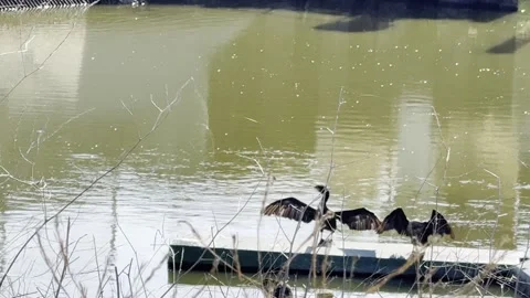 Two cormorants spread their wings to dry Stock Footage 315726741