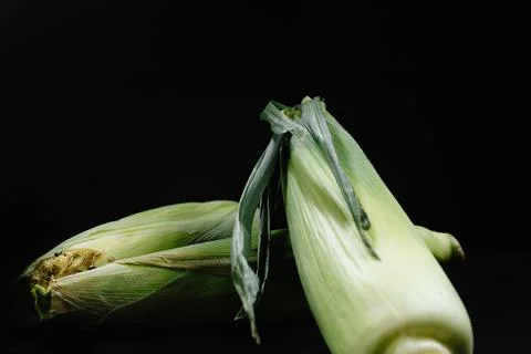 Two corn cobs on a black background. The concept of freshness and harvesting. Photos