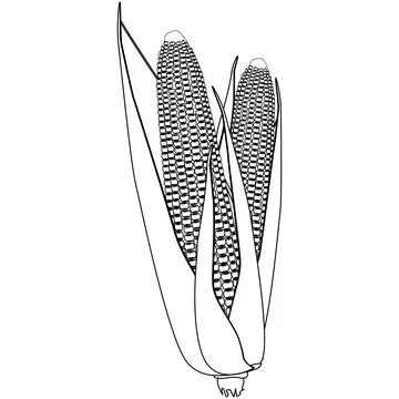Two corn cobs outline with grains and leaves isolated on white background. Stock-Illustration