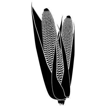 Two corn cobs silhouette with grains and leaves isolated on white background. Stock-Illustration