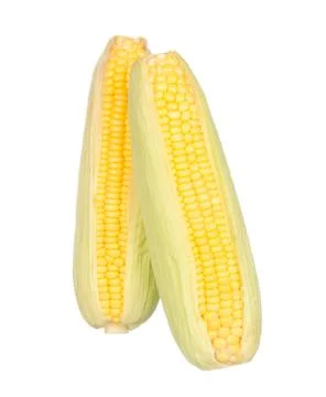 Two corn isolated on white 스톡 사진