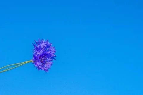 Two cornflowers on a background of blue sky Stock Photos