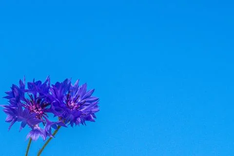 Two cornflowers on a background of blue sky Stock Photos
