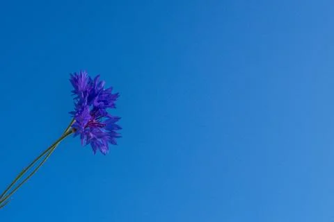 Two cornflowers on a background of blue sky Stock Photos