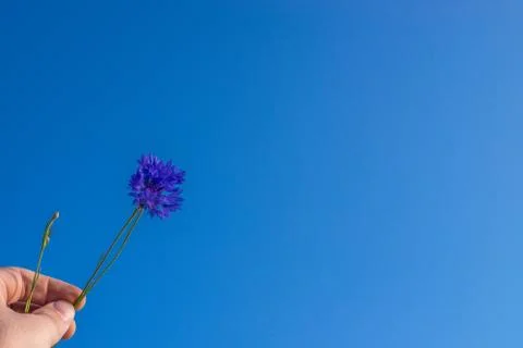 Two cornflowers on a background of blue sky Foto stock