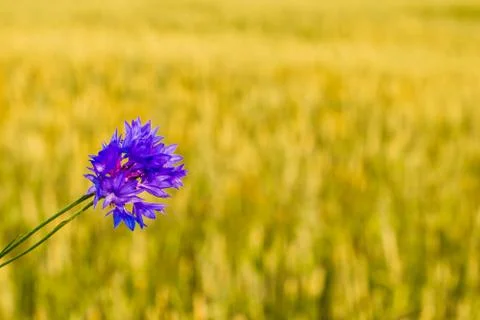Two cornflowers on the background of the meadow Stock Photos