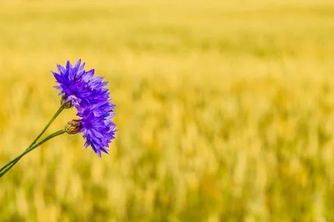 Two cornflowers on the background of the meadow Stock Photos