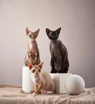 Two Cornish Rex Cats Sitting with Modern Props Stock Photos
