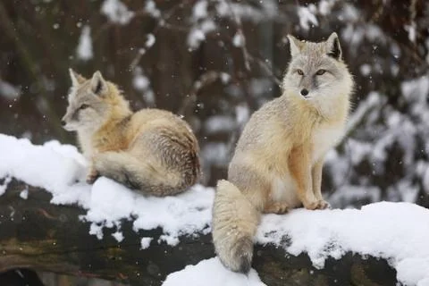 Two Corsac fox sit on tree trunk - Vulpes corsac Stock Photos
