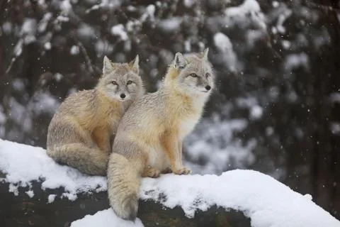 Two Corsac fox sit on tree trunk - Vulpes corsac Stock Photos
