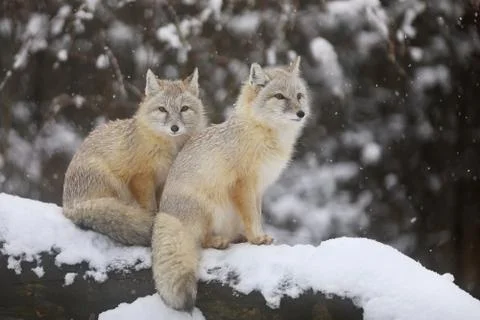 Two Corsac fox on trunk in winter - Vulpes corsac Stock Photos