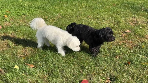 Two Coton De Tulear dogs walking on green grass Stock Footage 328363636