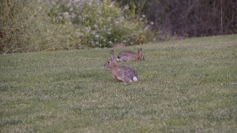 Two Cottontail Rabbits Sit in the Grass Stock Footage 89679783