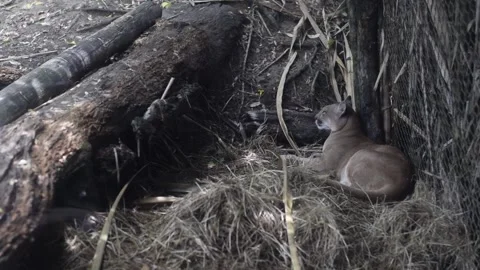 Two cougars resting inside a zoo enclosure Видео 341042043