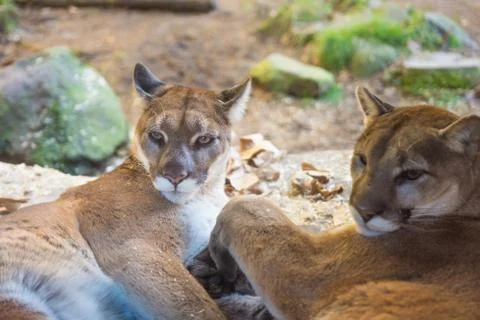 Two cougars sleeping Stock Photos