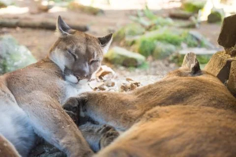 Two cougars sleeping Foto stock