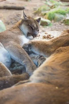Two cougars sleeping Stock Photos