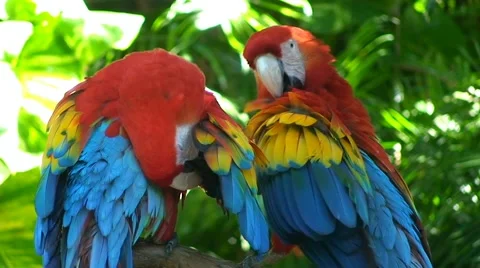 Two couple macaw parrots sitting branch jungle and preening feathers Stock Footage 53428046