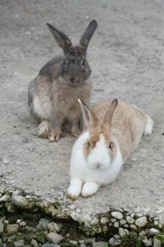 Two couple of rabbit Stock Photos