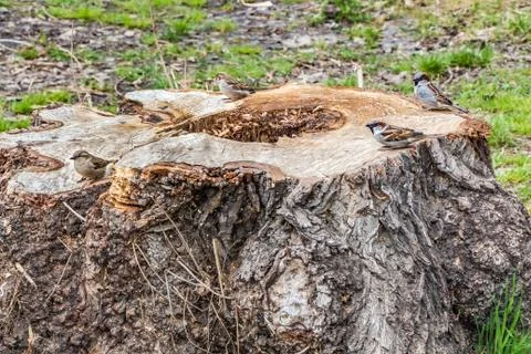 Two couple of sparrows sit on the stump of the old tree Stock Photos