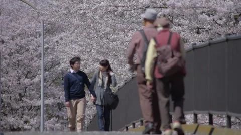 Two couples passing each other on cherry blossoms street Stock Footage 49418228