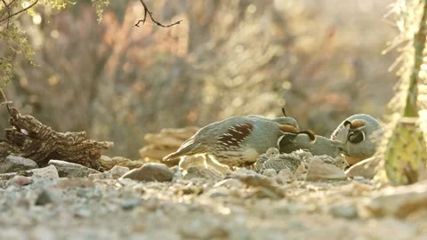 Two couples of quails with chicks in the desert Stock Footage 269910537