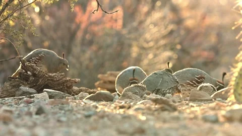 Two couples of quails with chicks in the desert Stock Footage 269910546