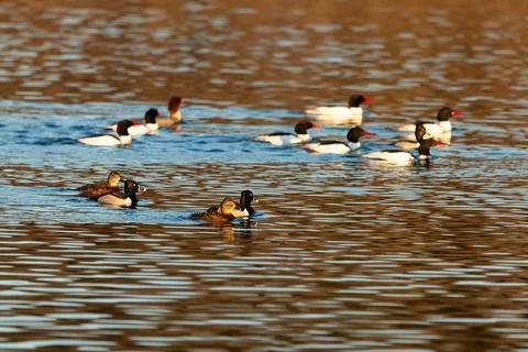 Two couples of ring-necked ducks Stock Photos