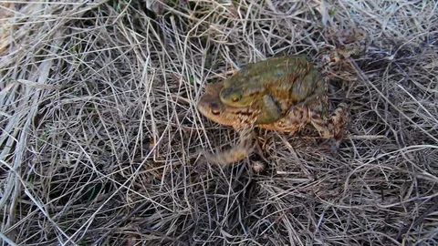 Two coupling frog walk in grass Video stock 106891660