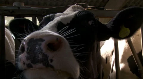 Two cow behind bars in Dutch cowshed interacting, playing &amp; licking camera lens Stock Footage 42490931