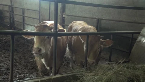 Two cow that eating Stock Footage 142589320